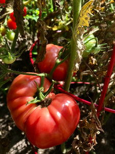 Heirloom Slicing Tomatoes