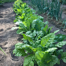 Load image into Gallery viewer, Swiss Chard
