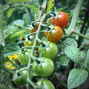 Mixed Cherry Tomatoes