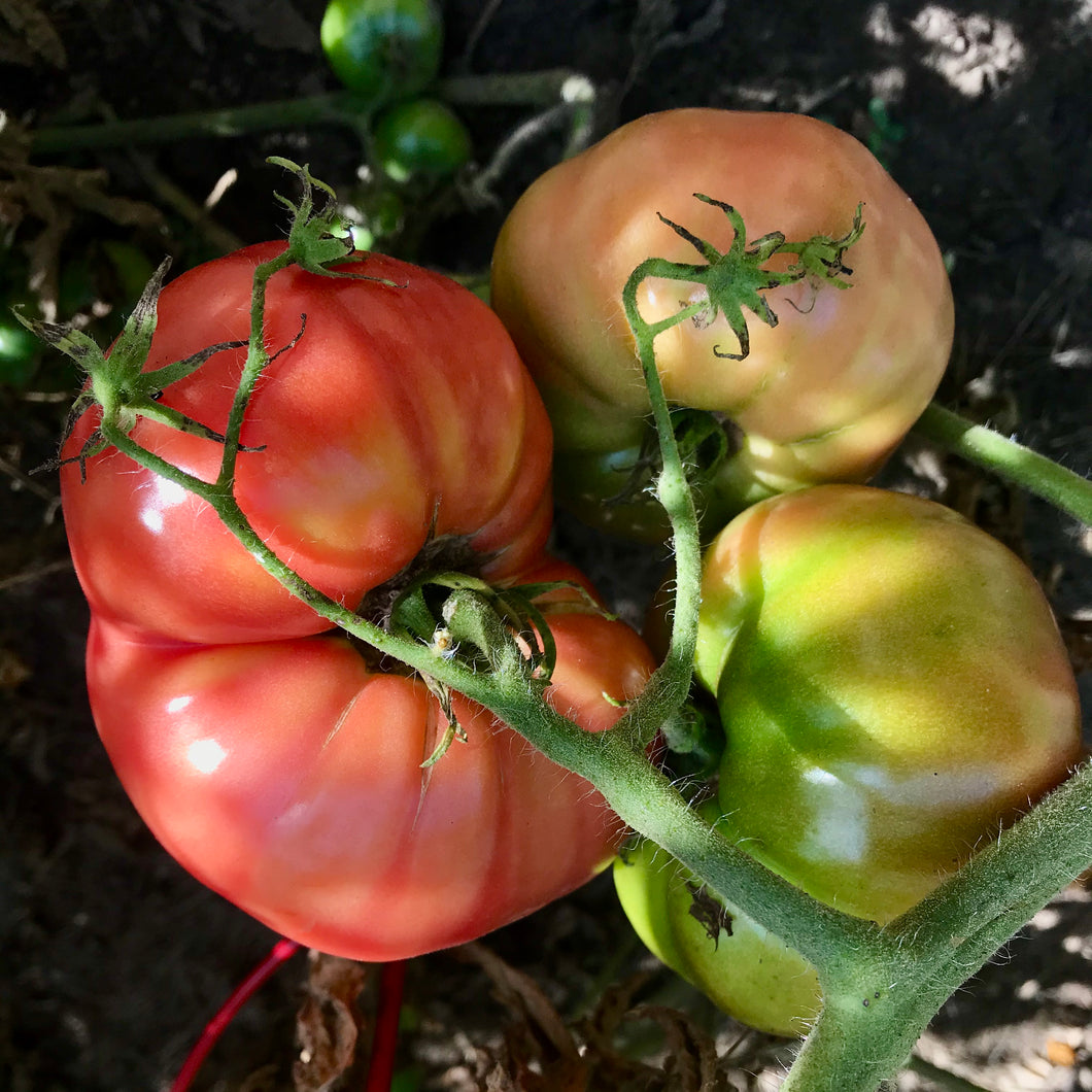 Heirloom Slicing Tomatoes