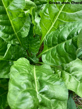 Load image into Gallery viewer, Swiss Chard
