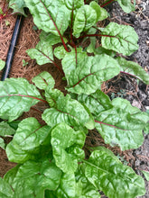 Load image into Gallery viewer, Swiss Chard
