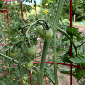 Mixed Cherry Tomatoes