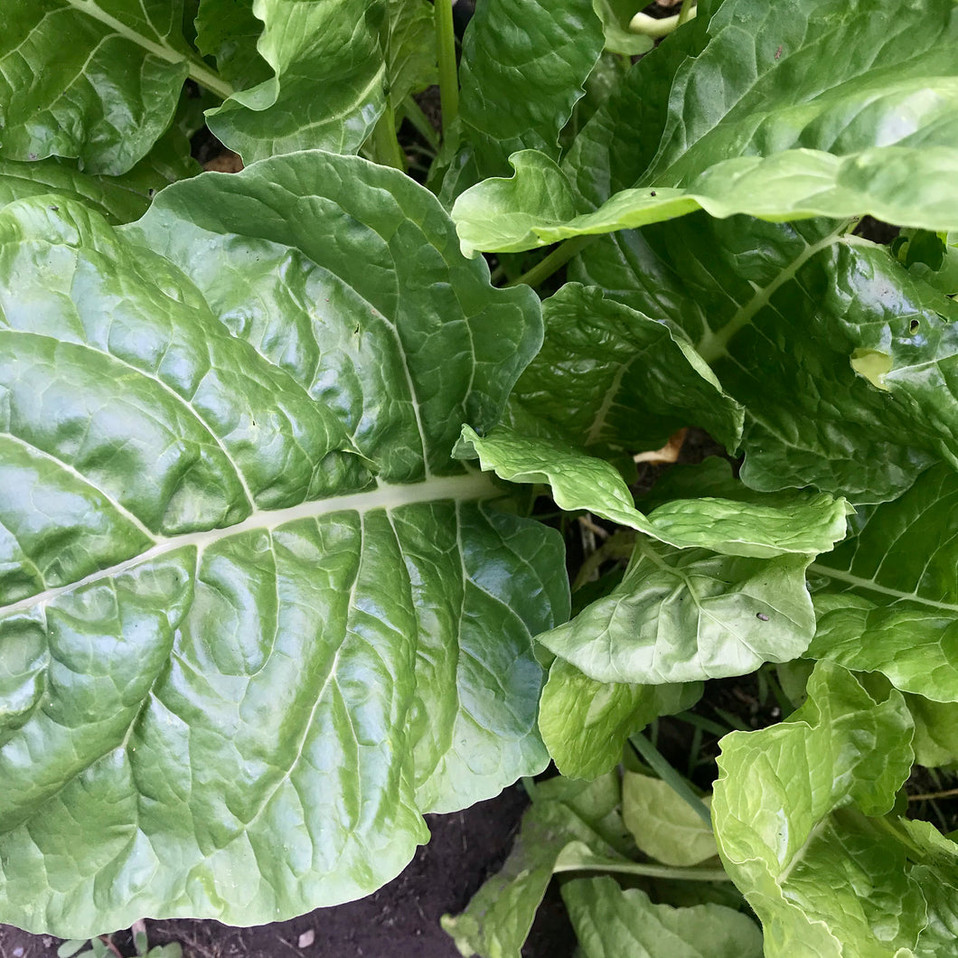 Swiss Chard